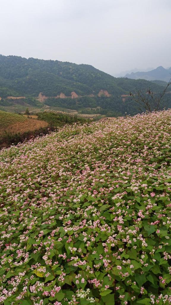 Nhà nghỉ Cao Nguyên