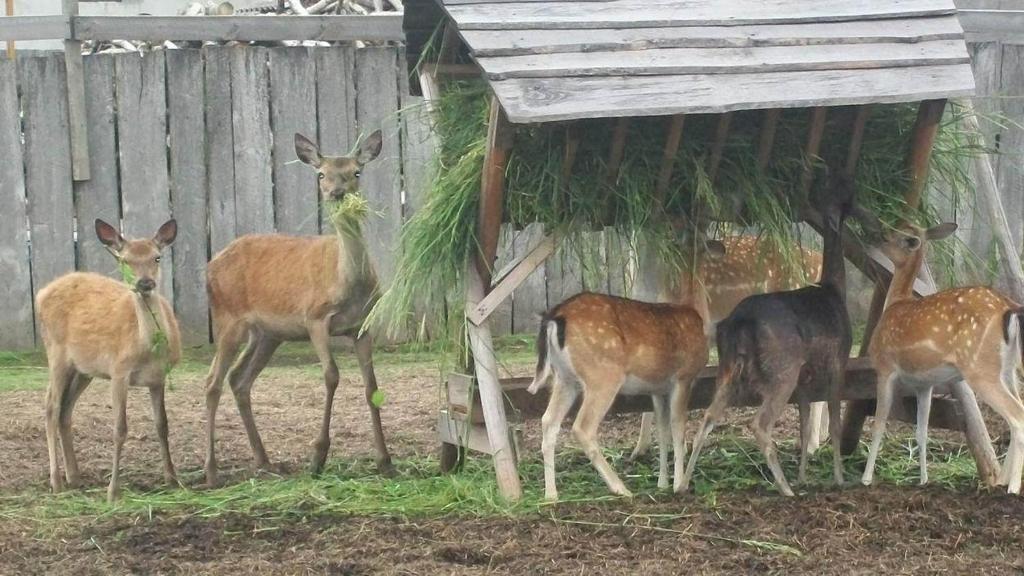 Noclegi Świętokrzyskie w Dolinie Wilkowskiej,, Pod Jeleniami "prawdziwymi photo 4
