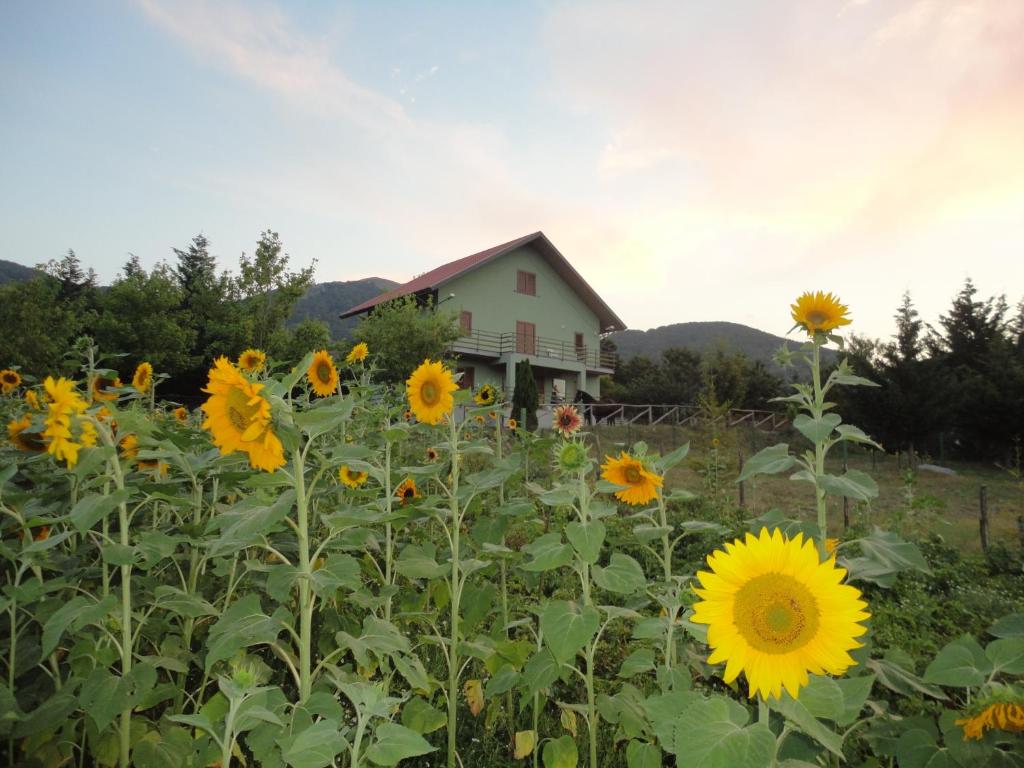 Green House photo 4