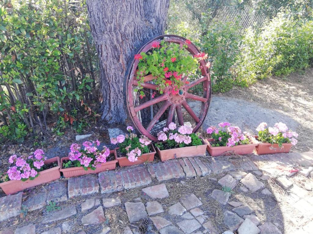 L'Aia degli olivi photo 3