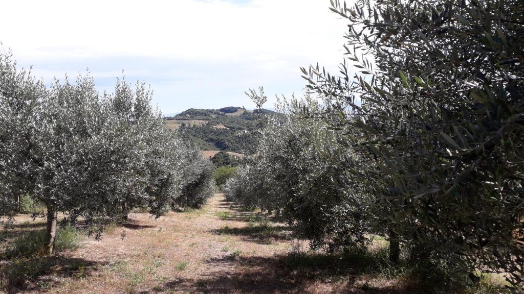 Sulla Strada di San Francesco photo 3