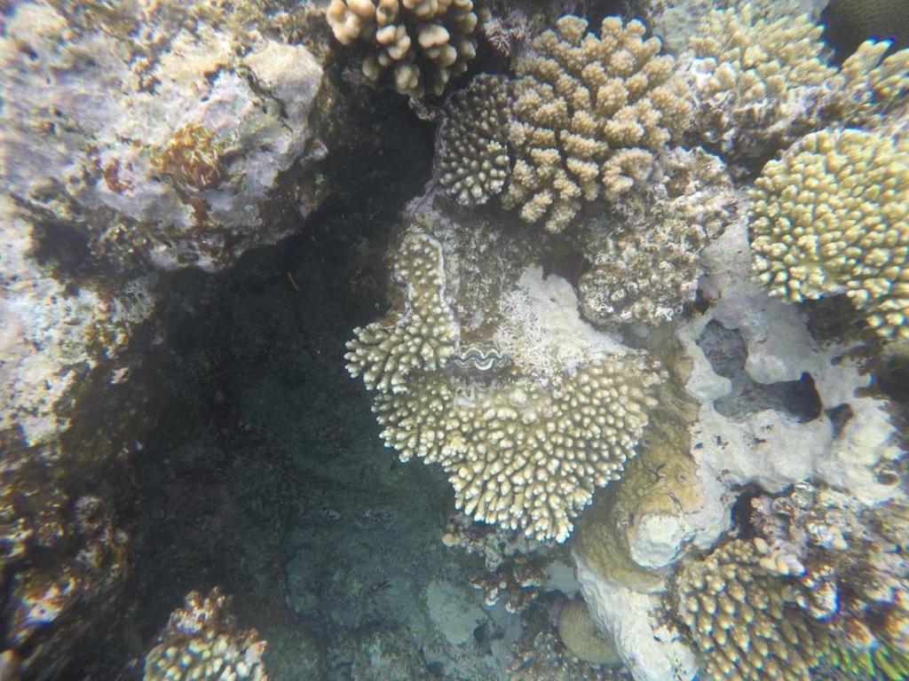 Star Of Dahab Hotel photo 2