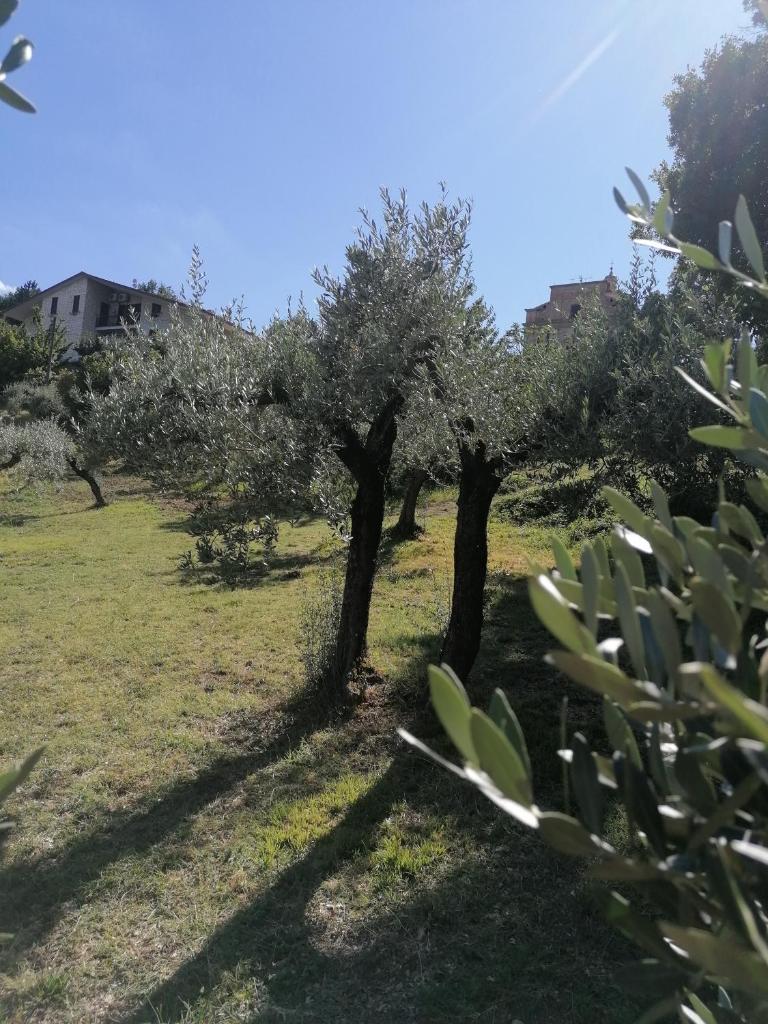 Agriturismo Etico Le Grazie photo 2
