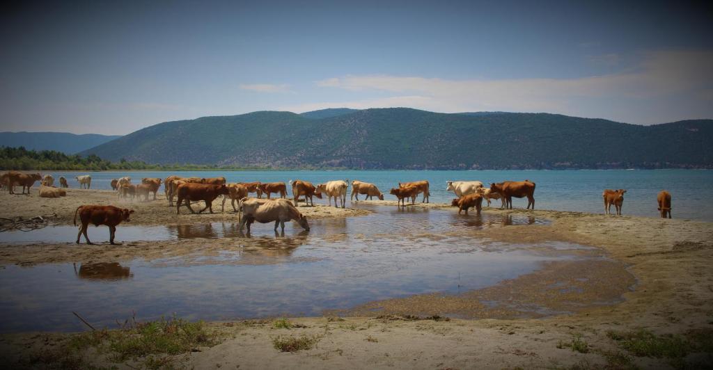 Kivotos Epavlis photo 1