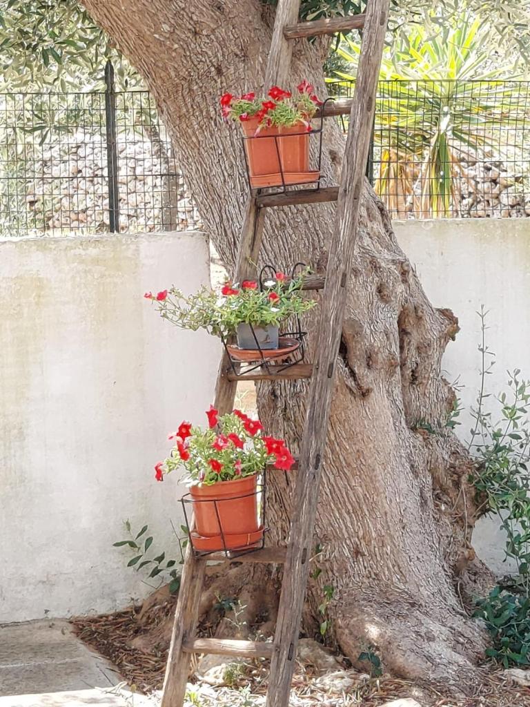 Tenuta Palummaru photo 3