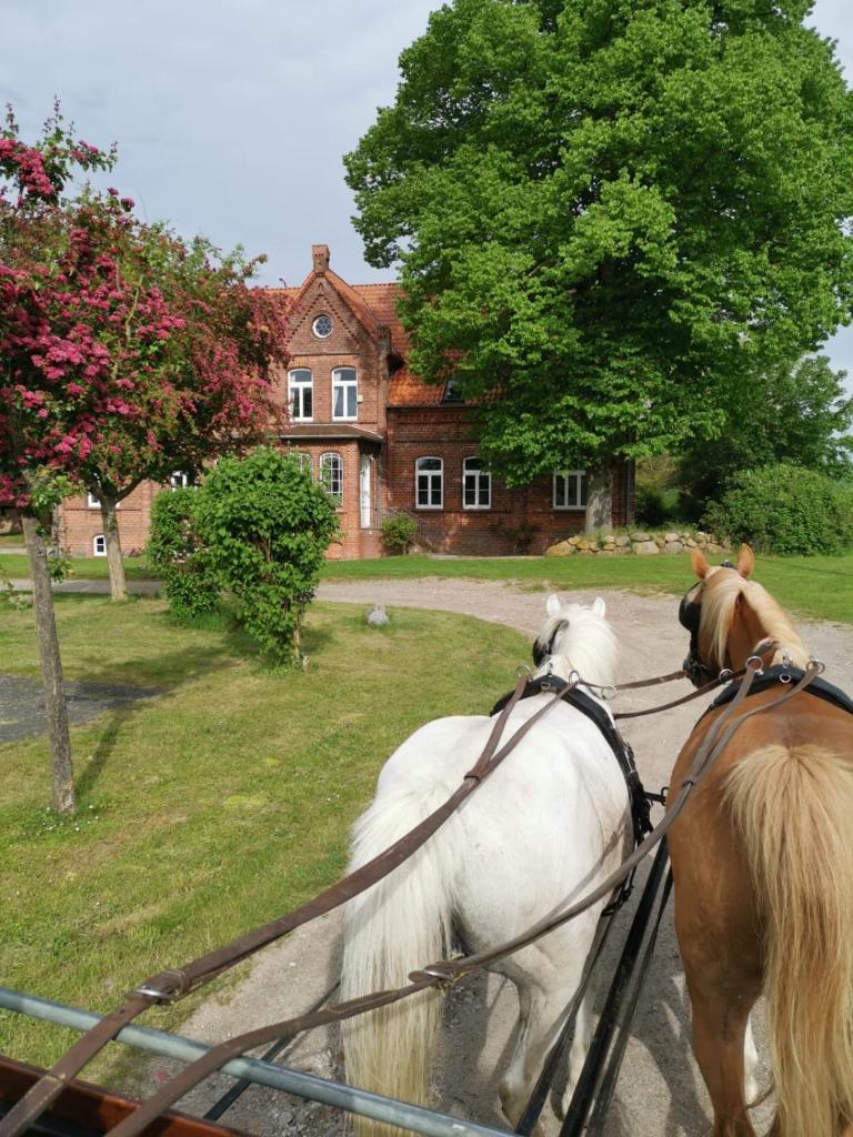 Gutshaus Thorstorf FeWo Poel photo 1