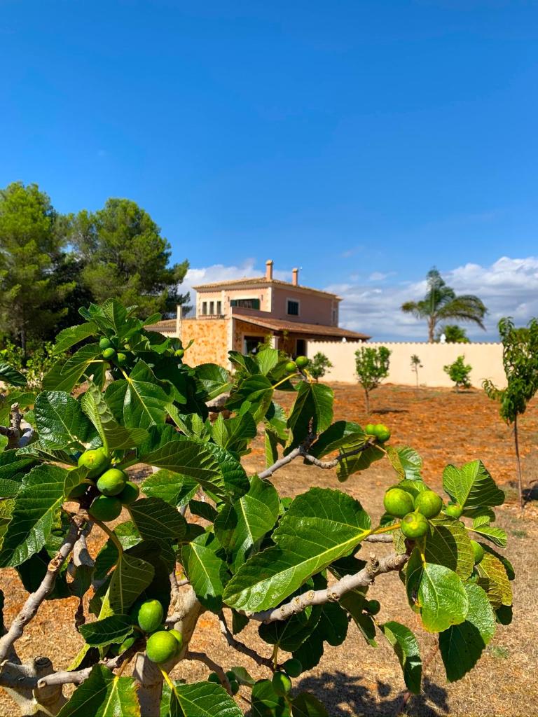 Finca Son Amal photo 2