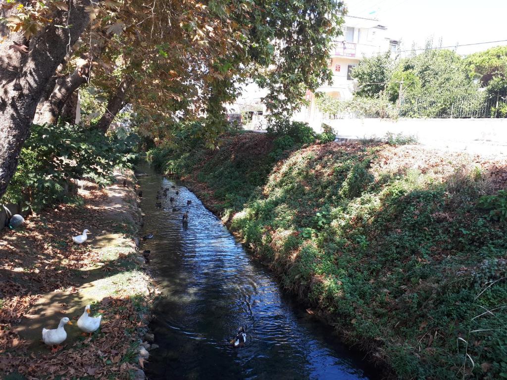 Samos Apart Pension photo 4