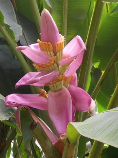 Domaine fleurs de bananes photo 2