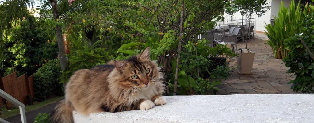Fare Suisse Tahiti - Guesthouse photo 1