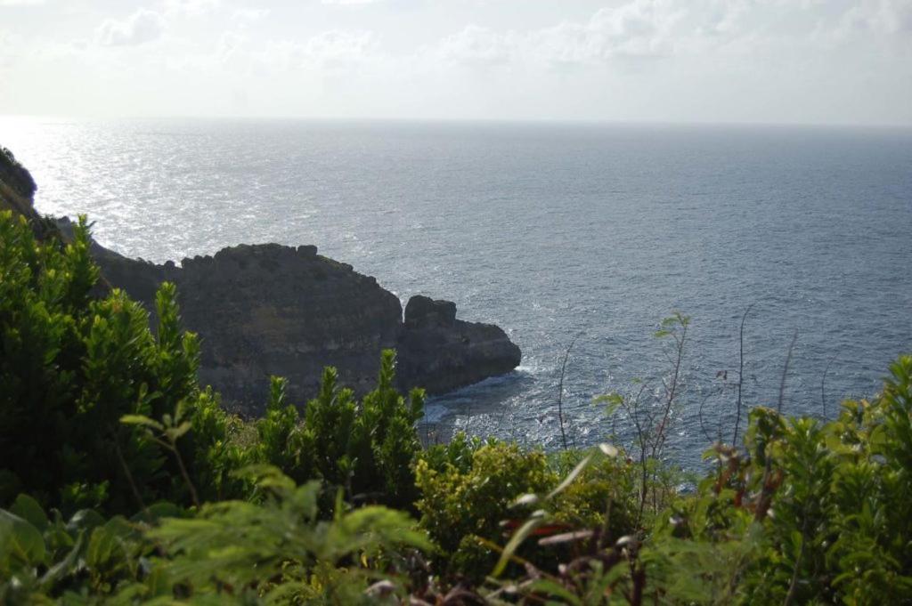 Alpinia photo 4