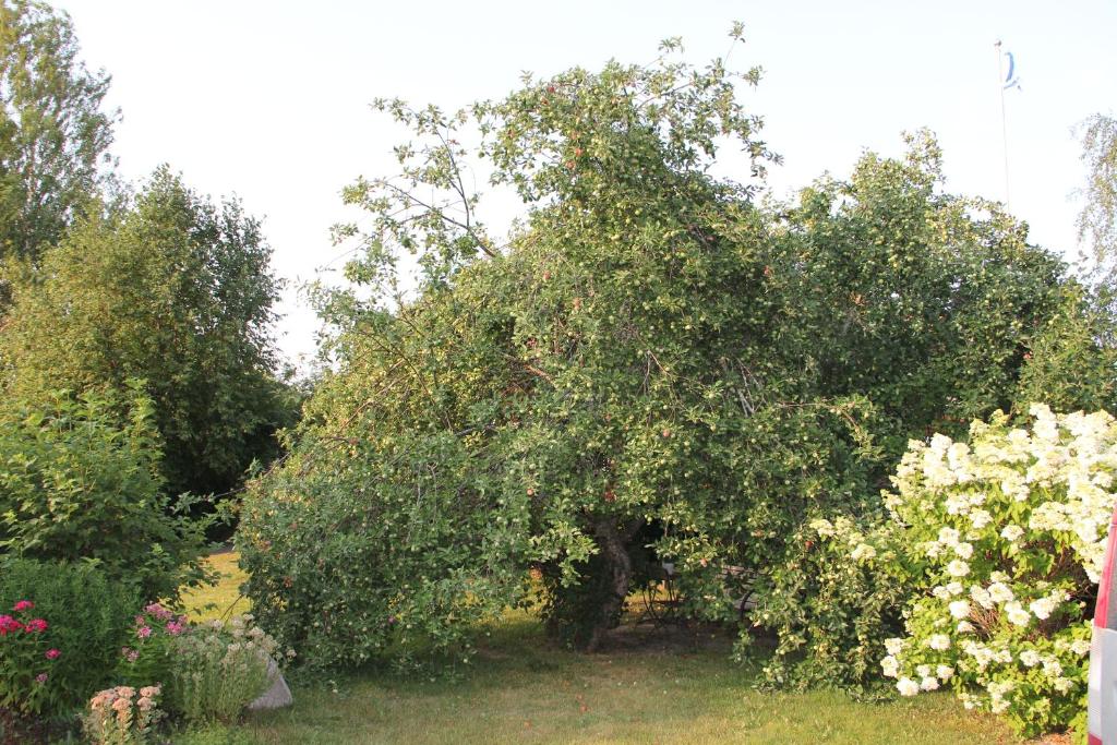 Yö Kotikoivun rauhassa photo 4