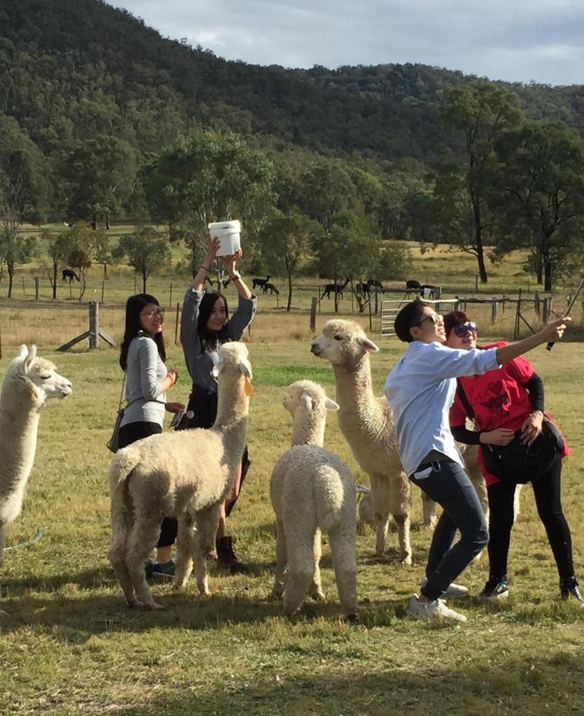 Starline Alpacas Farmstay Resort photo 2