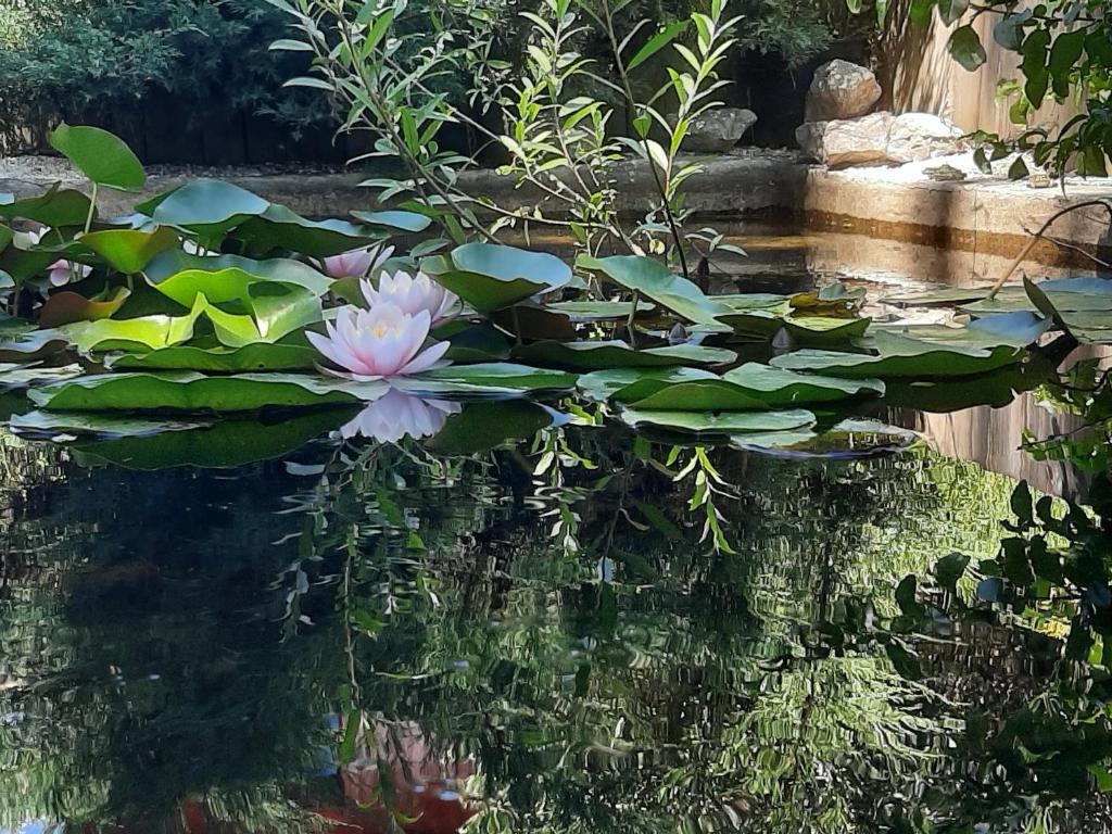 Le Clos du Bois Joli photo 1