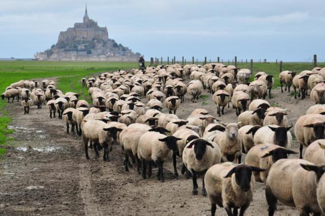 B&B La Rive - Le Mont Saint Michel photo 3