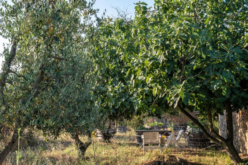 Podere Pruneto photo 4