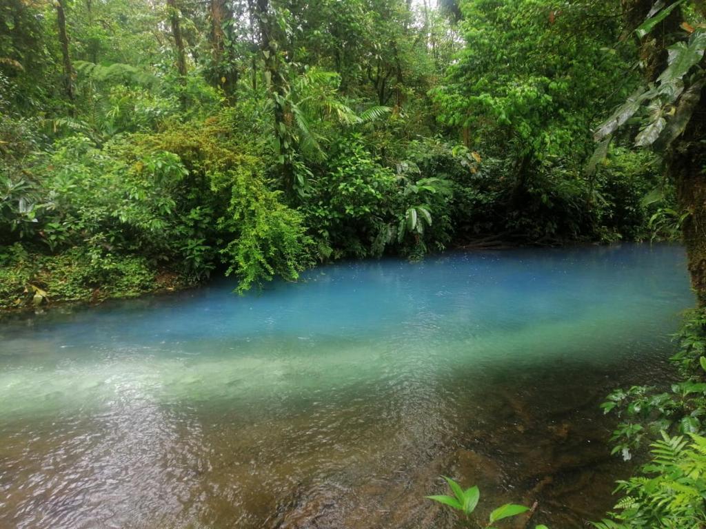 Posada Rio Celeste in photo 3