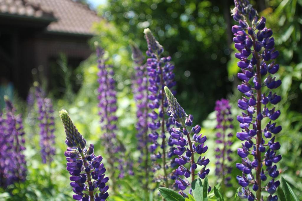 Ferienhaus Zur Schmiede photo 1