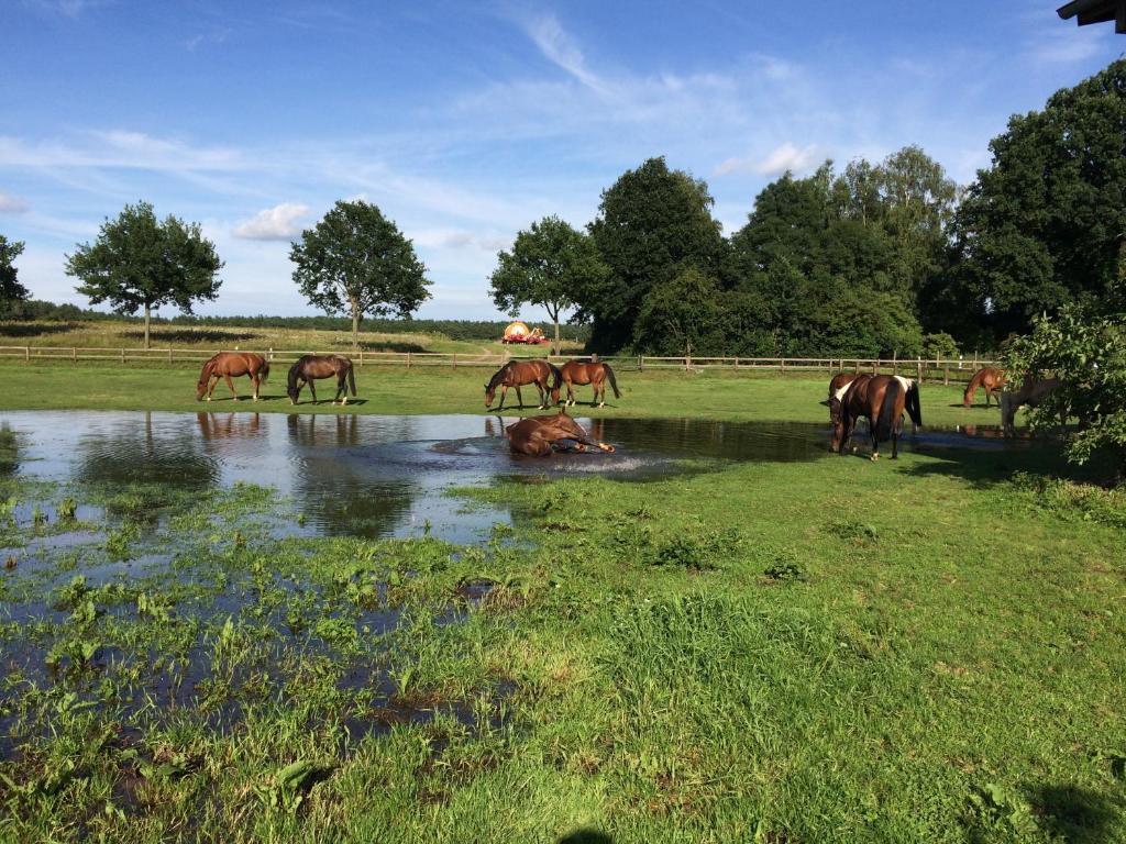 Reit- und Bauernhof Klaucke photo 3
