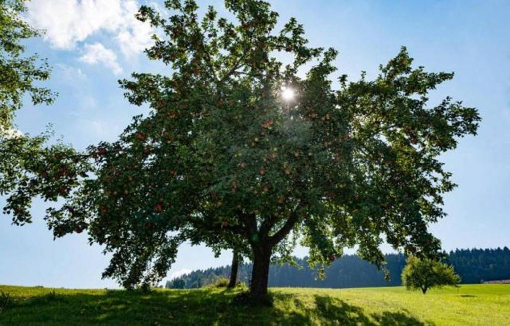 Ferienwohnungen Schweinberger Mühle photo 3