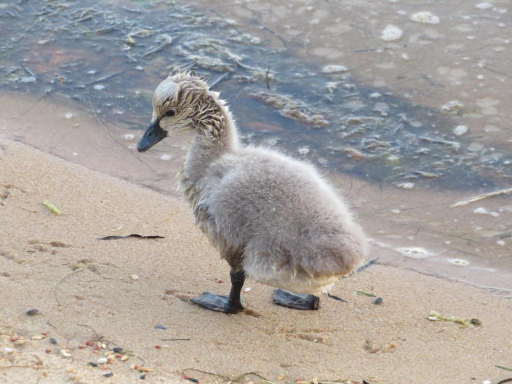Lakes Entrance Waterfront Cottages with King Beds photo 2