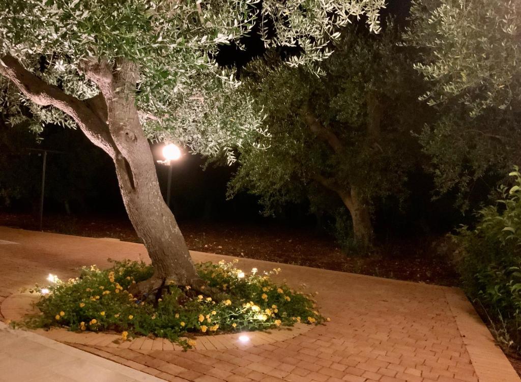 Tra gli ulivi photo 1