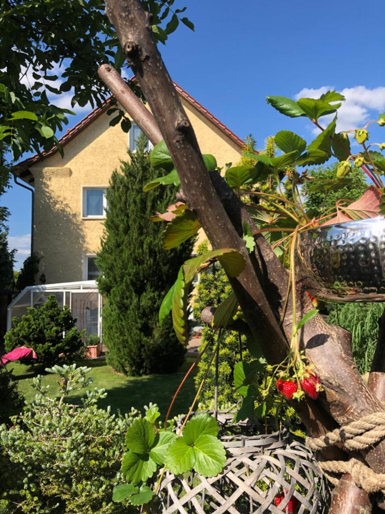 Pension Haus Bielke photo 3