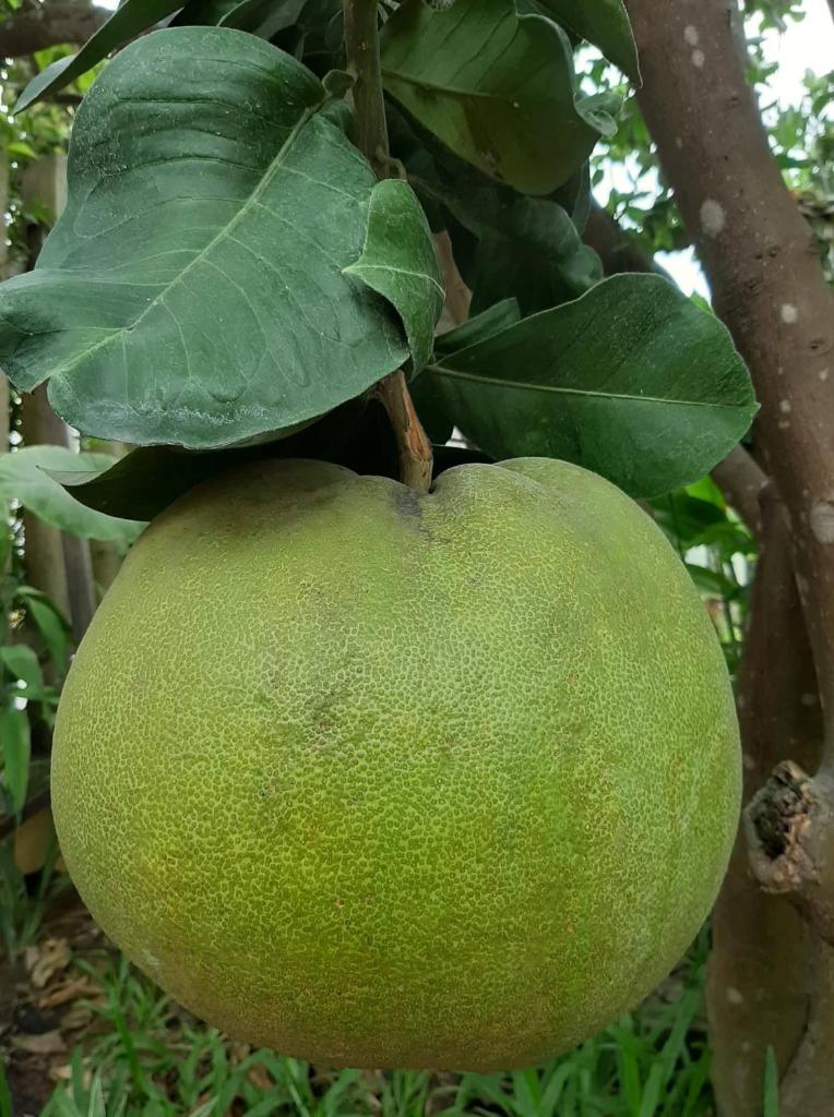 Green Grapefruit Villa