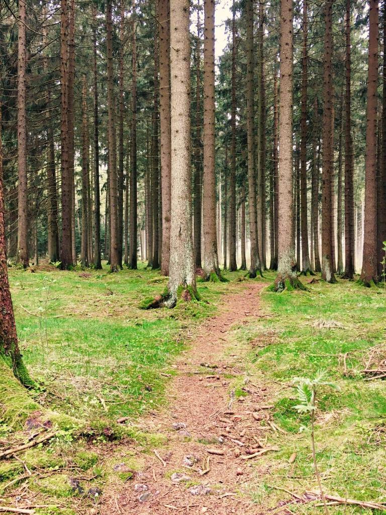 waldhotel AUSZEIT photo 1