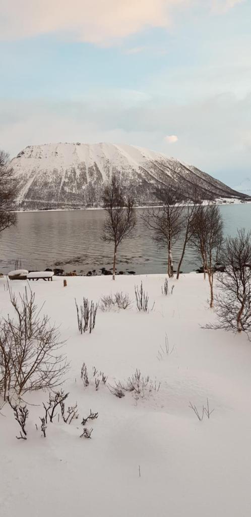 Lykkebo, Skjoldehamnveien 1151, Nygård, Andøy photo 3