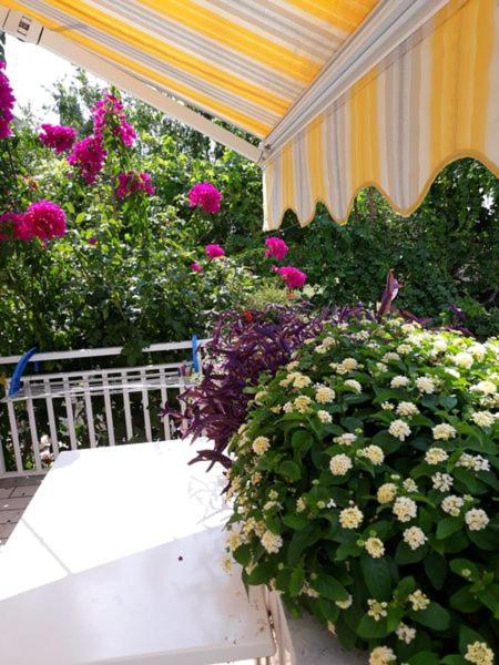 Apartments Mirela photo 1