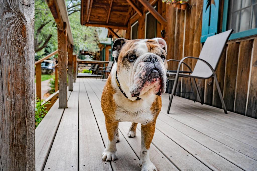 Colorado Bear Creek Cabins photo 1
