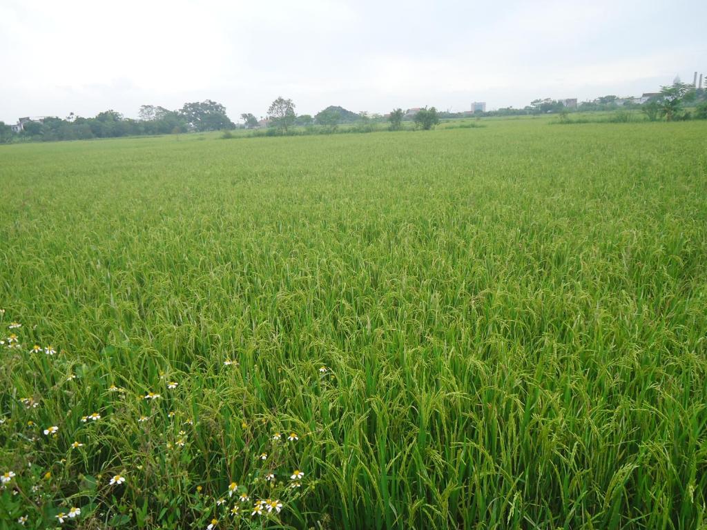 Green Space Homestay