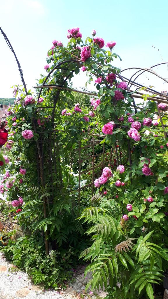 Le Jardin des Merveilles photo 3
