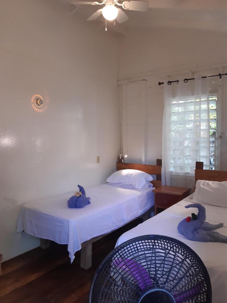 The Funky Dodo Backpackers Hostel photo 3