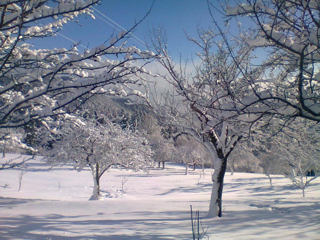 Apartma Lesjak - pobeg v naravo photo 3