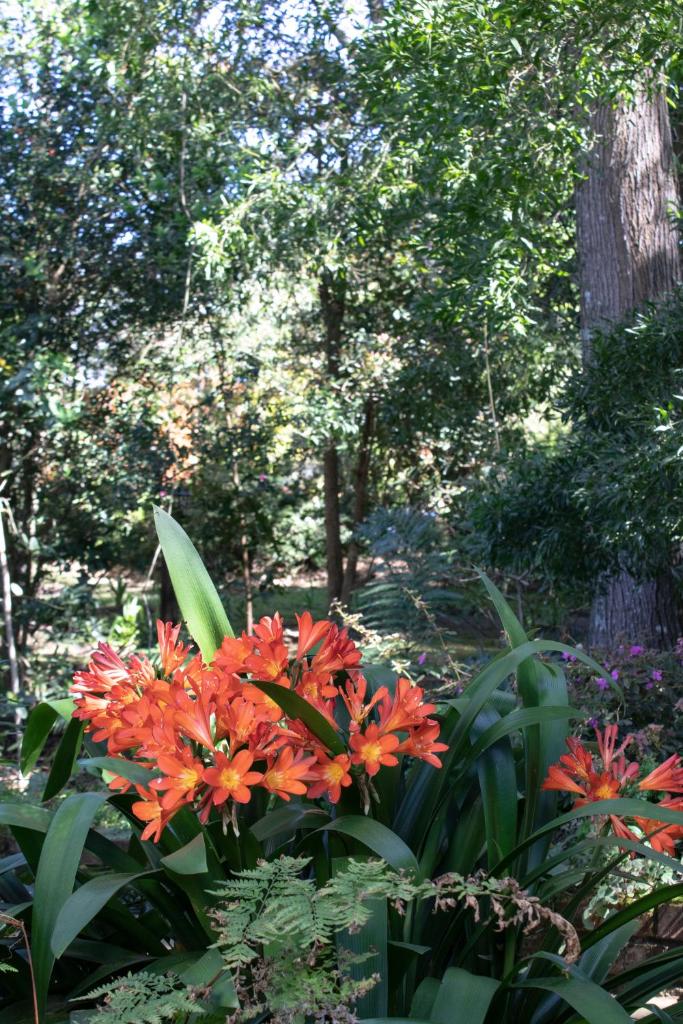 Andelomi Forest Lodge photo 1