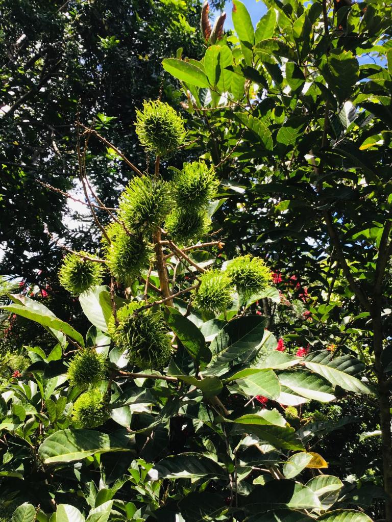 B&B Garden Grecia photo 4