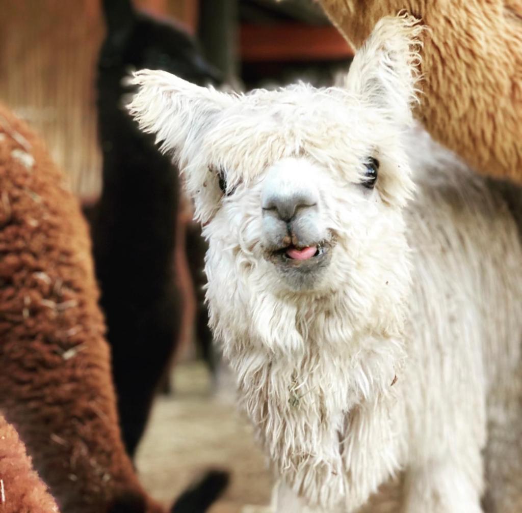 Alpaca Inn photo 3