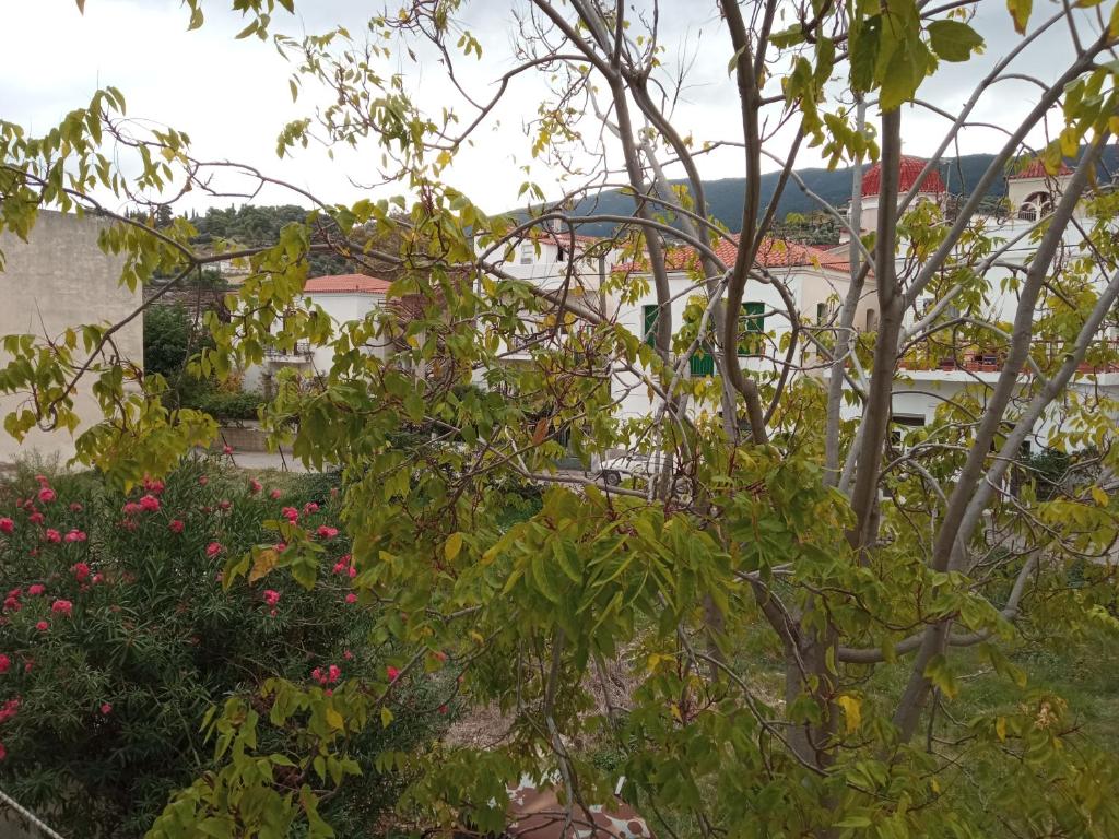 Bissias Guest House photo 1