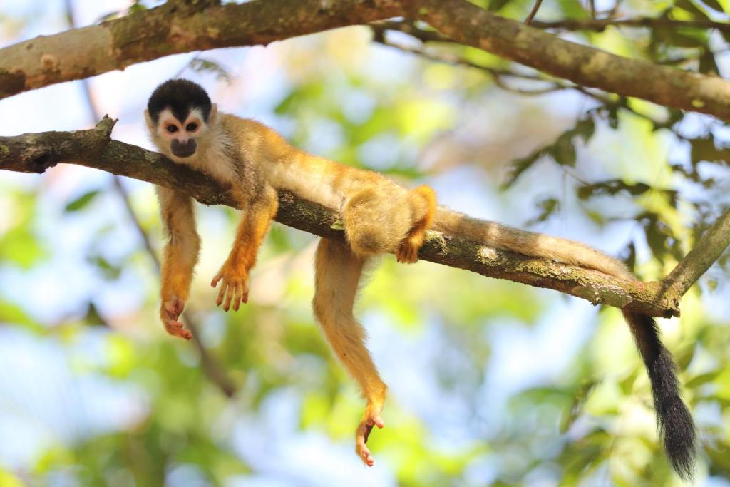 Four Monkeys Eco Lodge - Jungle & Beach photo 4