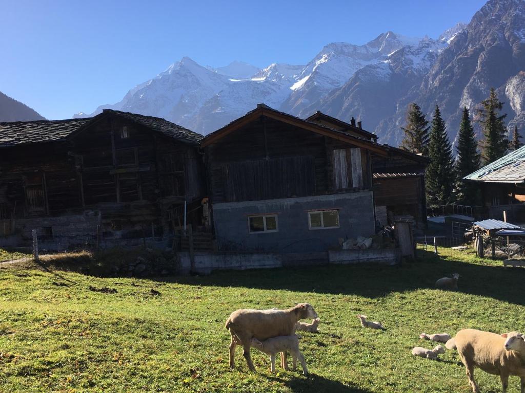 Chalet Safran photo 3