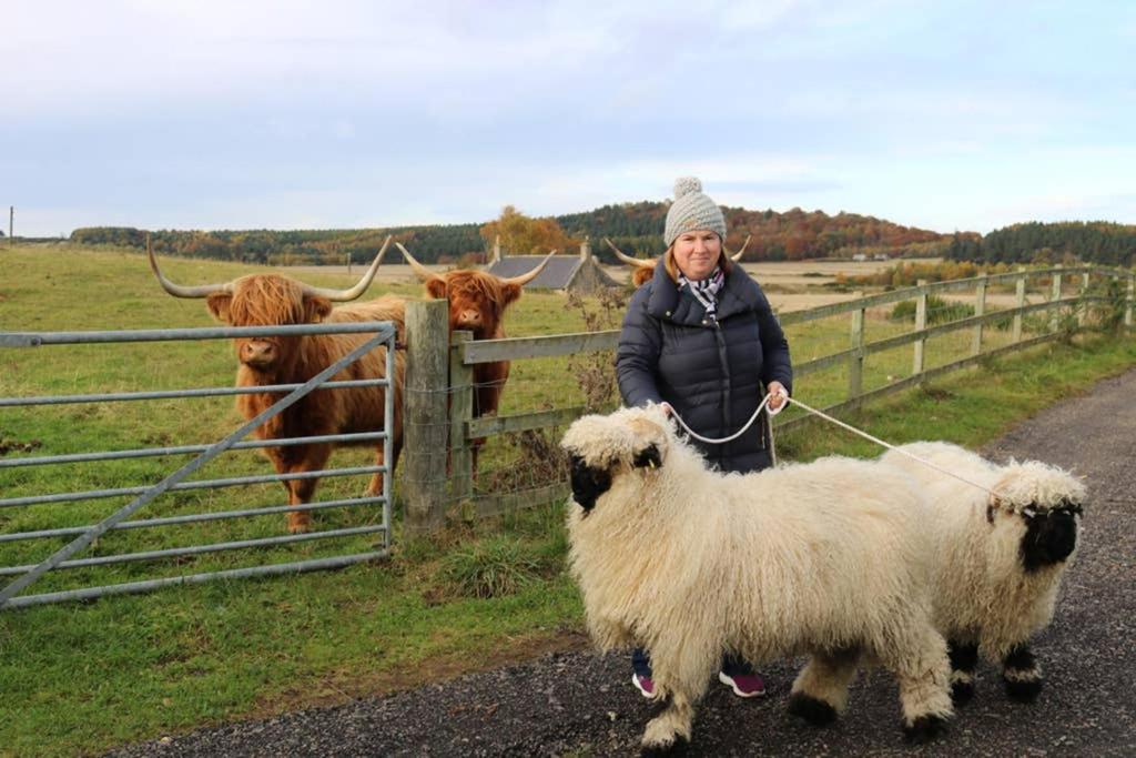 Glampods Glamping Pod - meet Highland Cows and Sheep Elgin photo 2