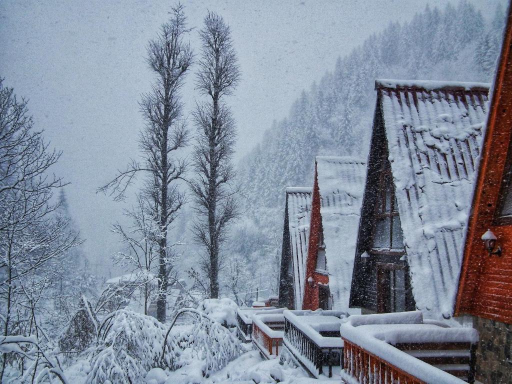 KOTİT AYDER photo 2