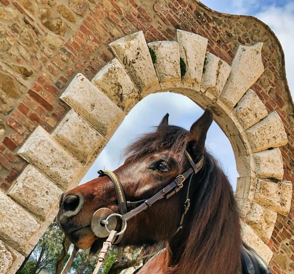 Tenuta I Mandorli photo 3