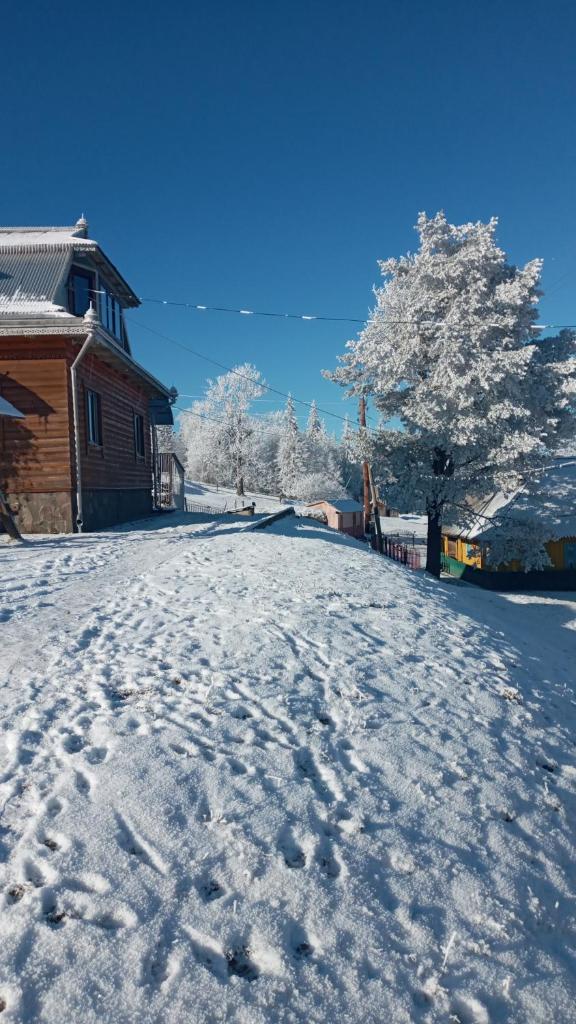 Gutsulska Oselya photo 4