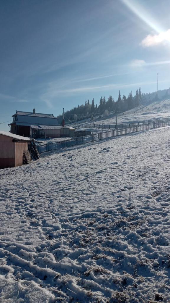 Gutsulska Oselya photo 3