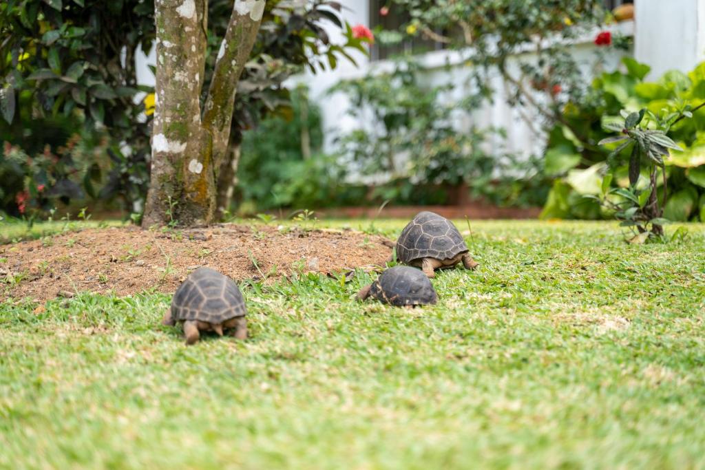 Ixora Villa photo 4