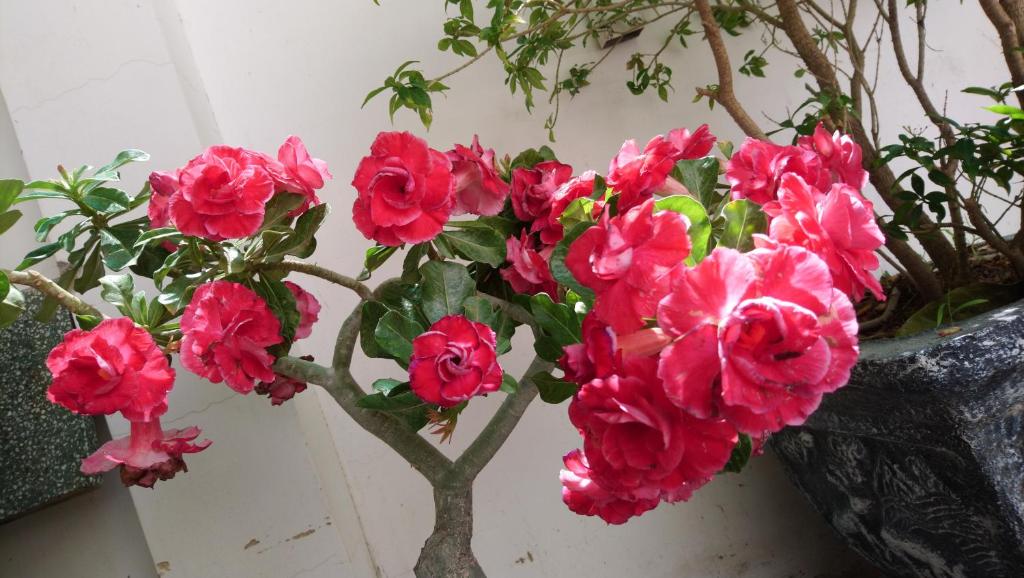 Hung Phuc Mui Ne Hotel