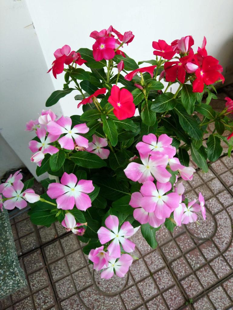 Hung Phuc Mui Ne Hotel